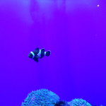 DSCN3667
