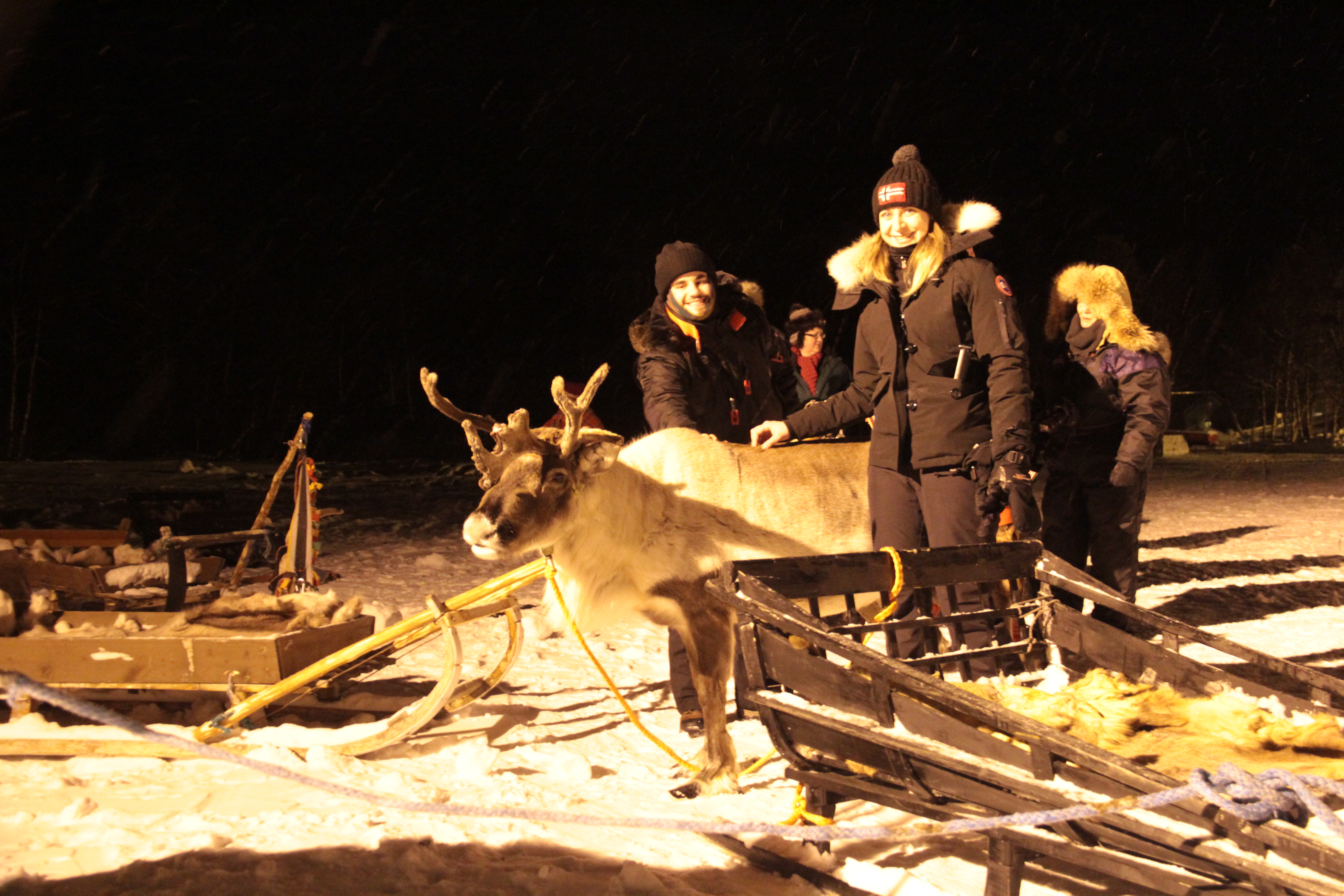 reindeer sledding & sami experience Alta
