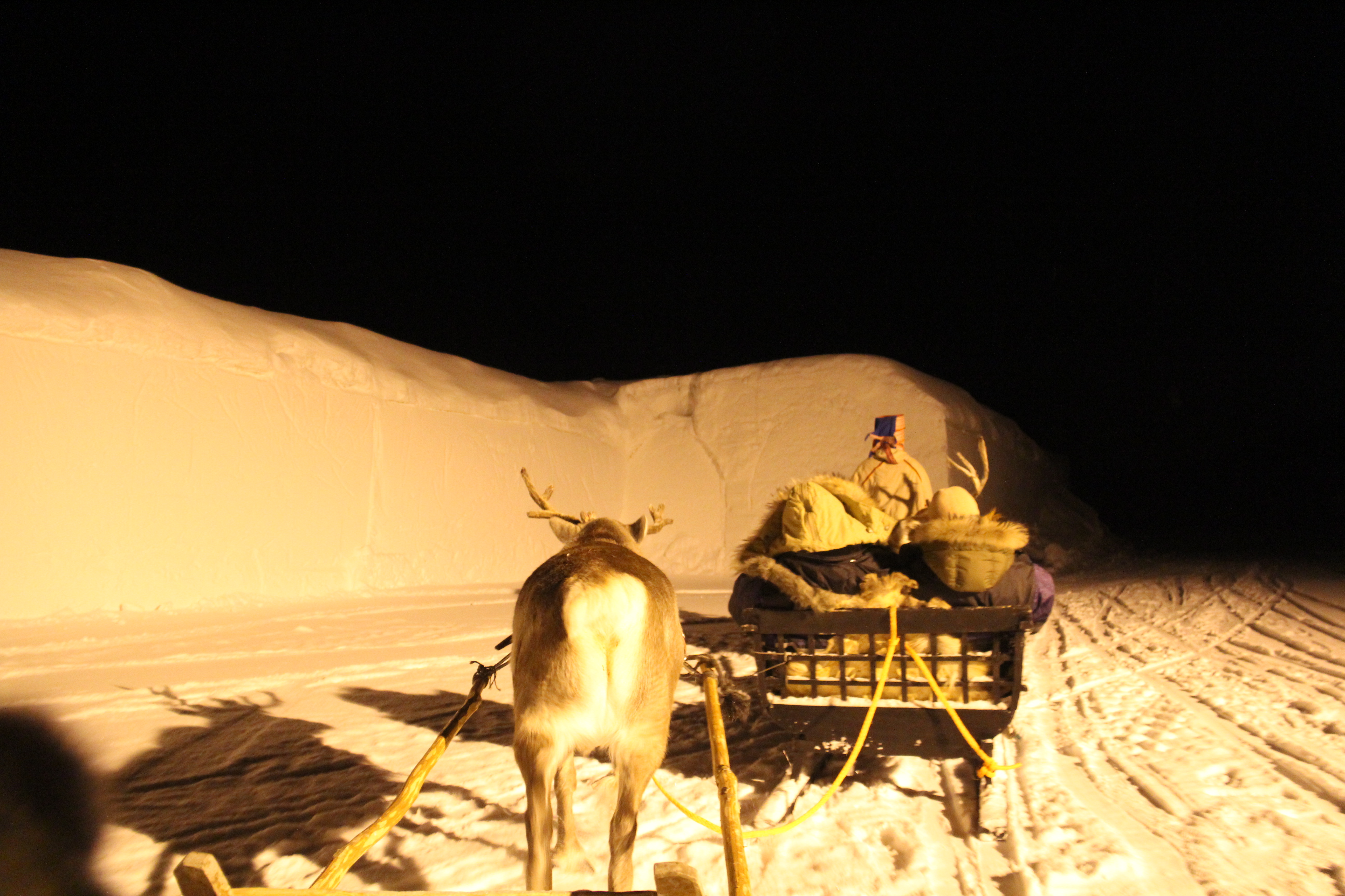 reindeer sledding & sami experience Alta
