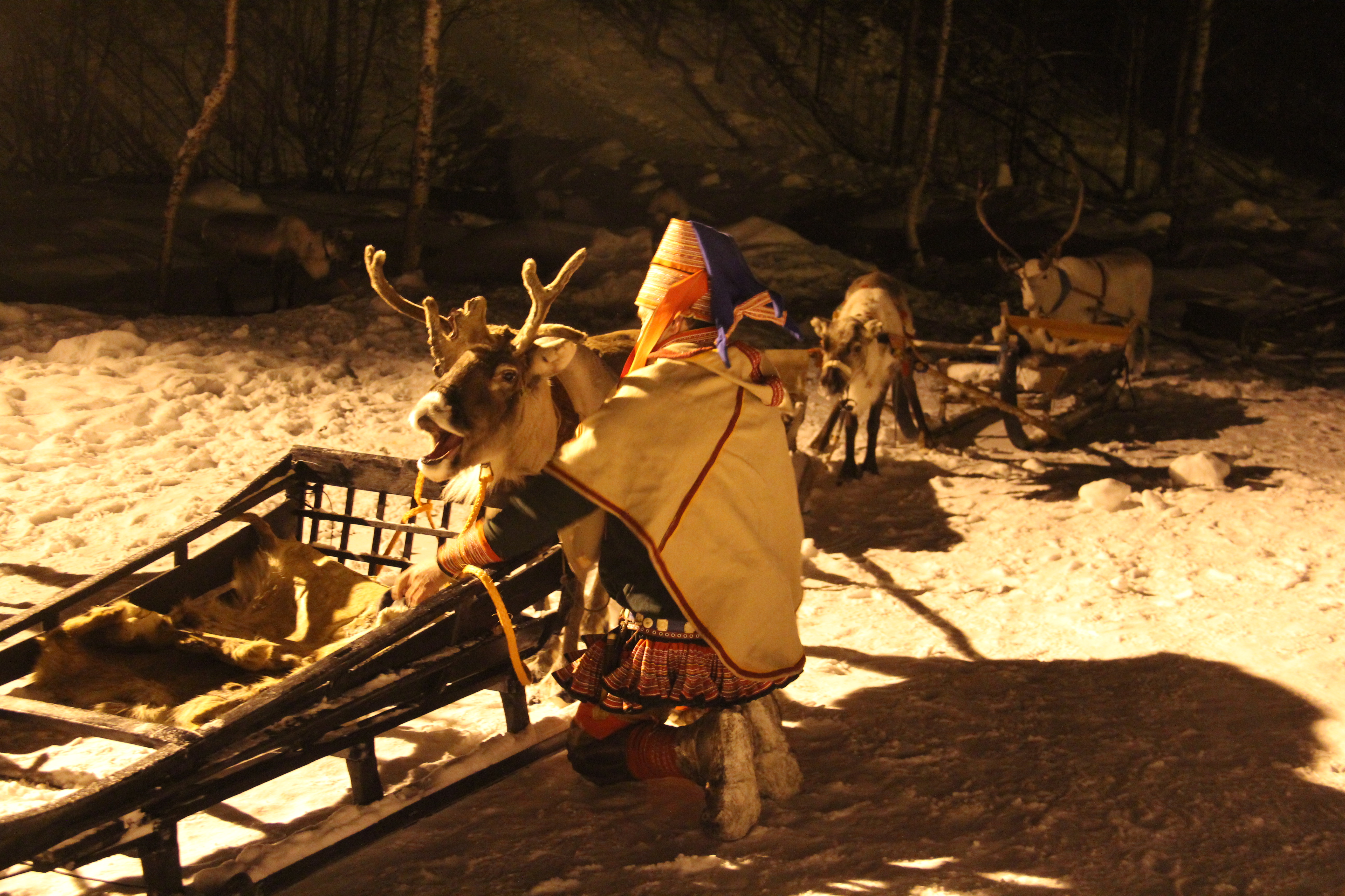 Reindeers & Sami culture