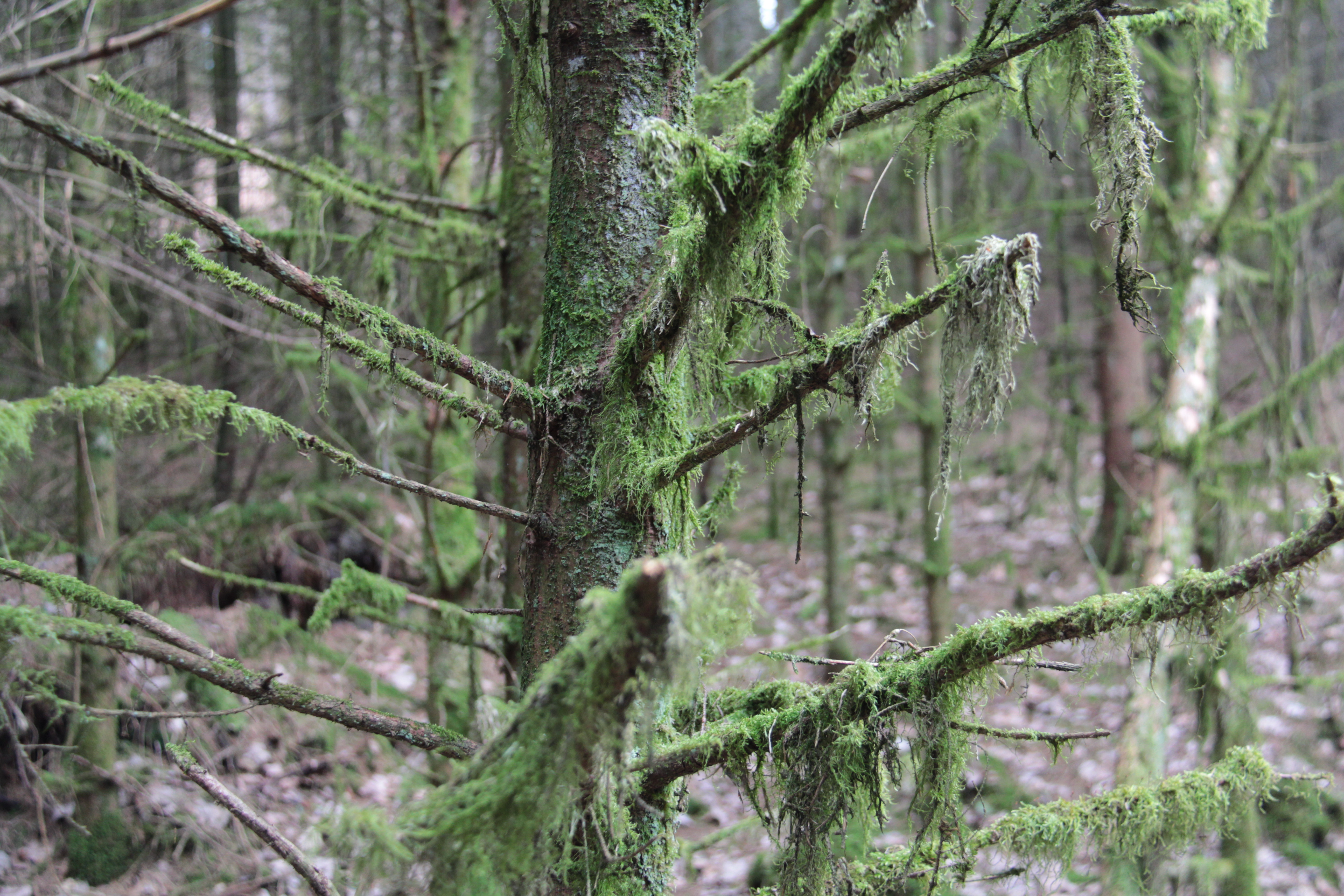 Mullerthal Trail