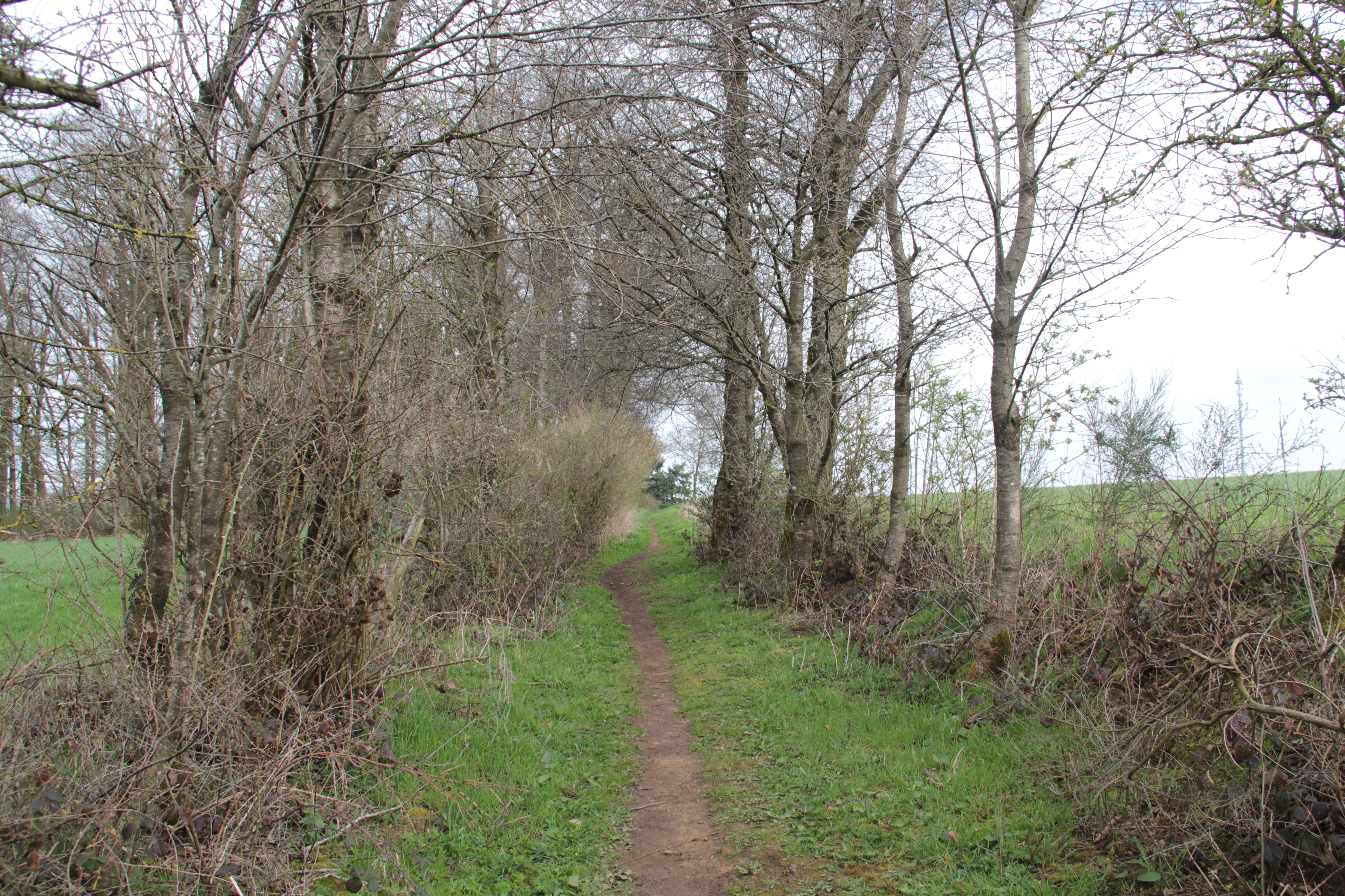 Mullerthal Trail