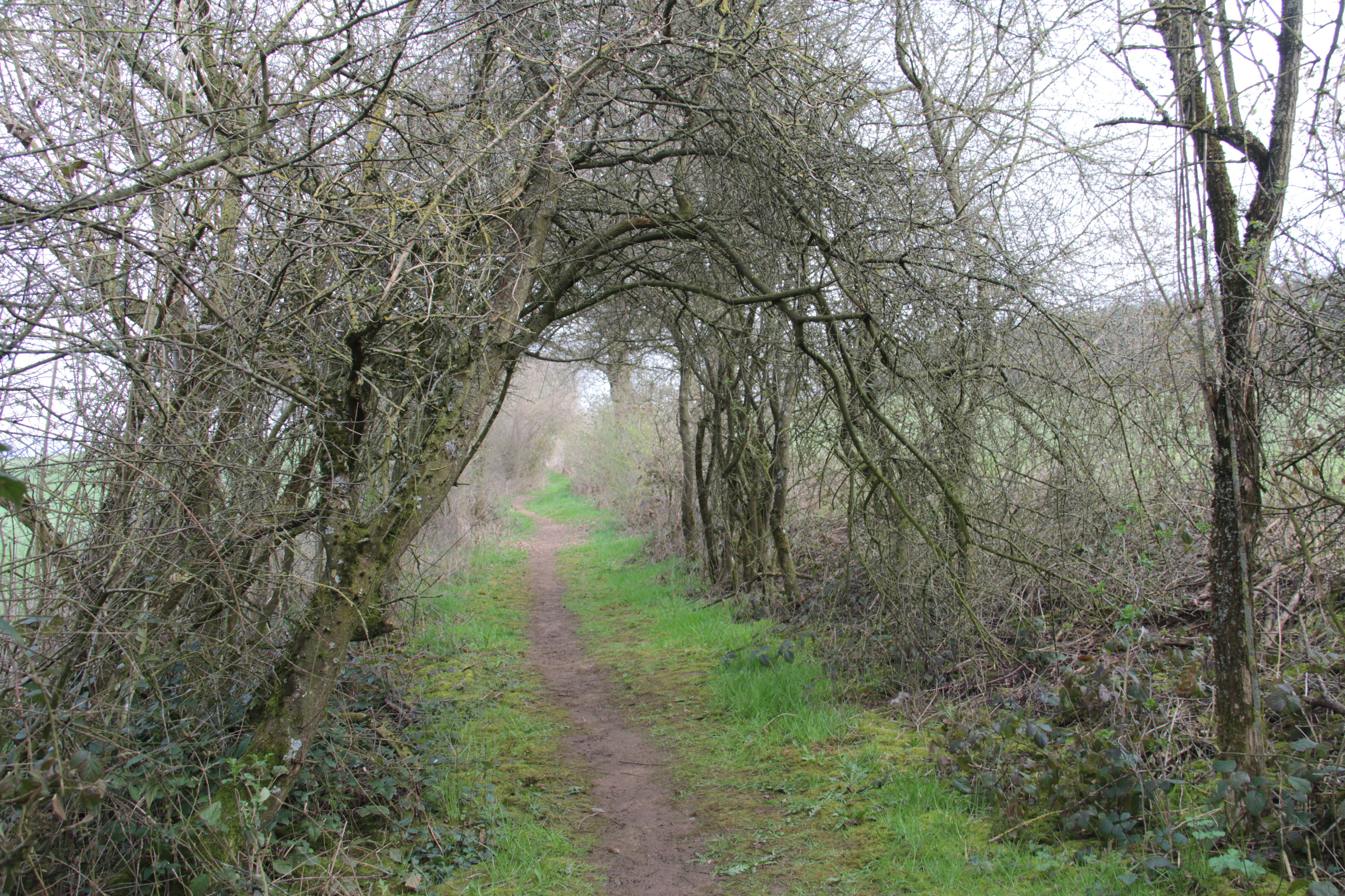 Mullerthal Trail