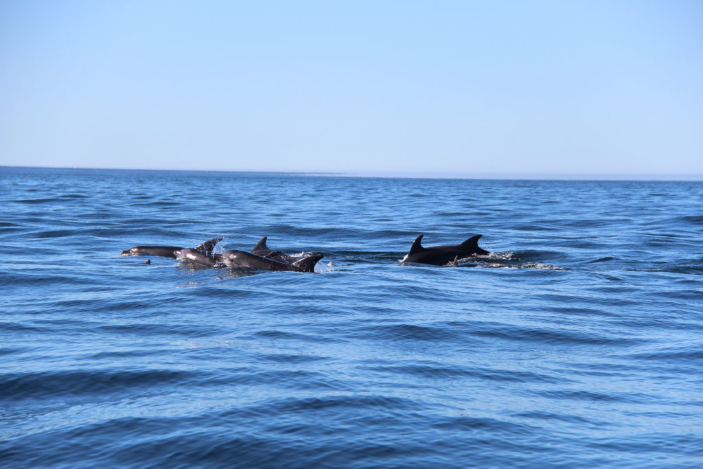 dolphin watching in the algarve